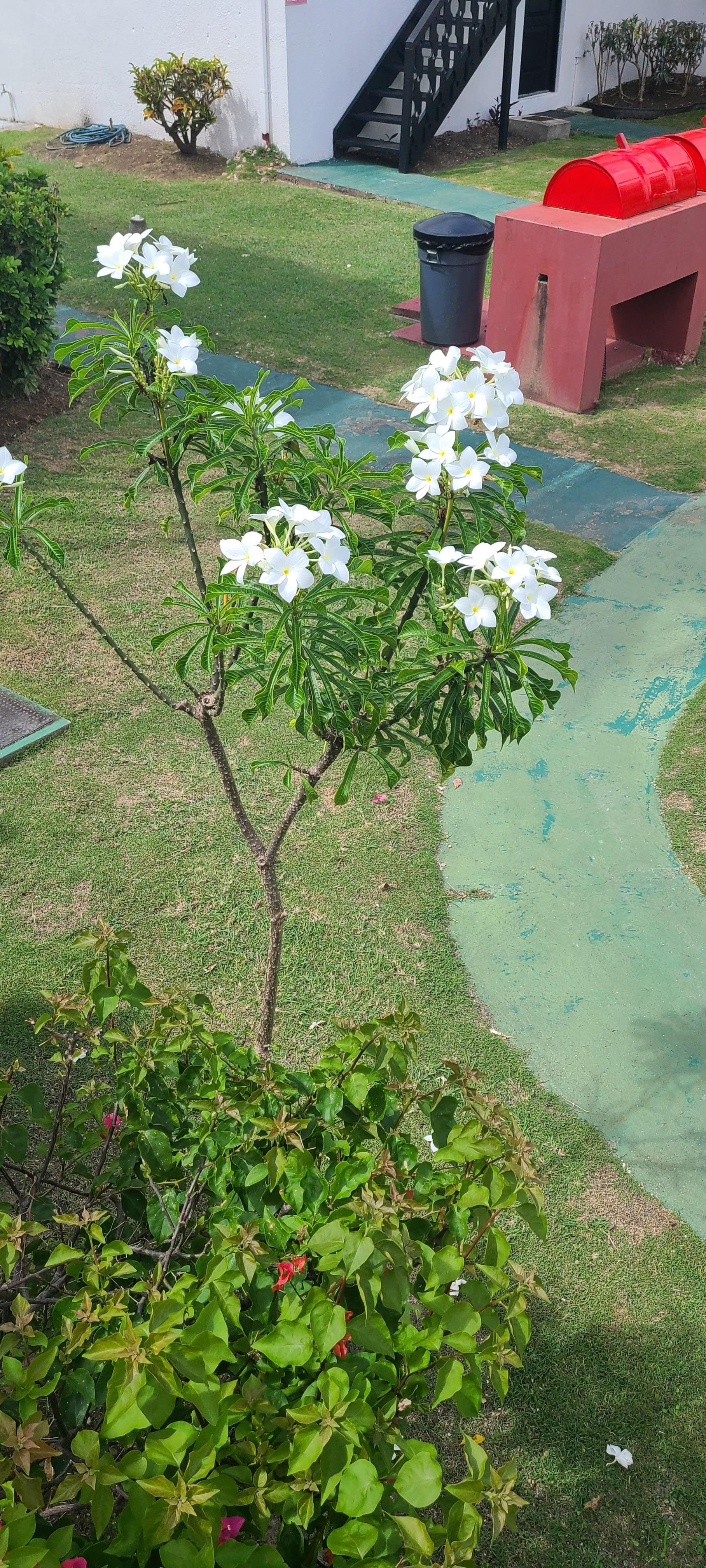 Greenery and flowers along the path... so beautiful... nature at it's best.