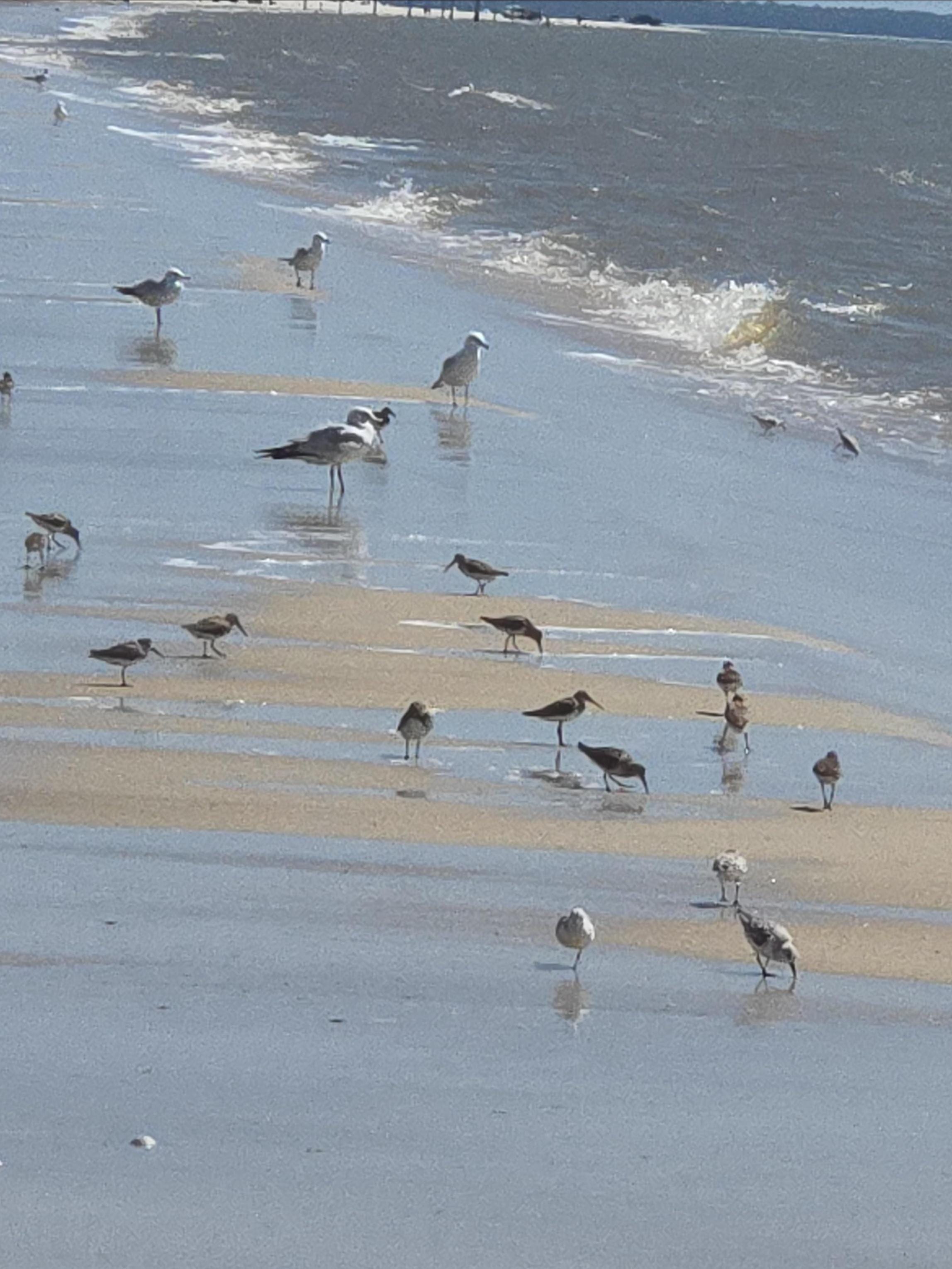 Lots of birds singing 