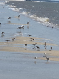 Lots of birds singing