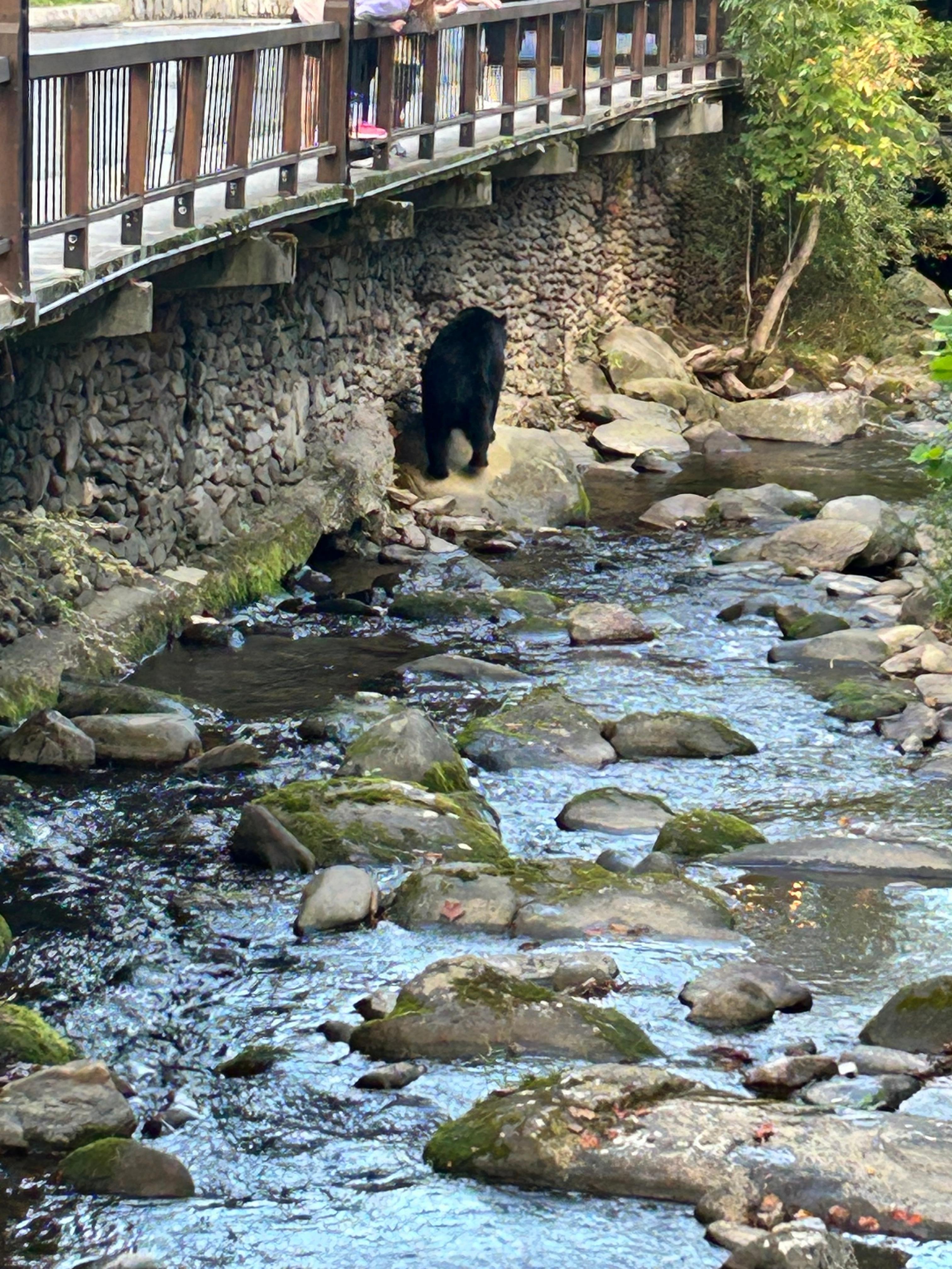 Bear walking down the creek bed in front of the office area. 