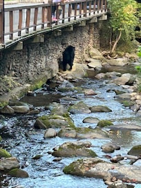Bear walking down the creek bed in front of the office area.