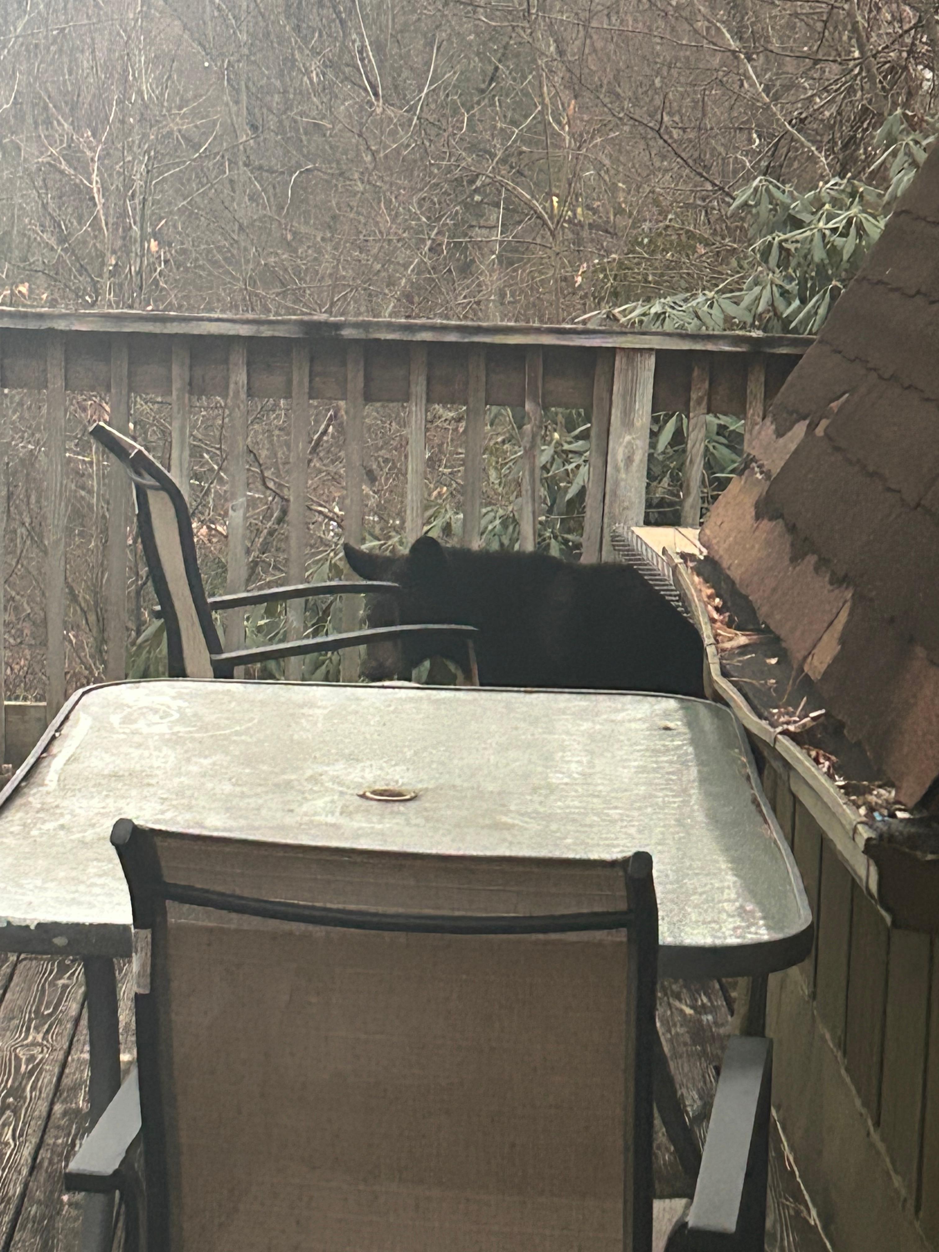 Mama and her cubs Christmas Day. 