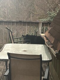 Mama and her cubs Christmas Day.