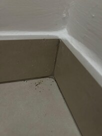 Dried Ant Spray in the Hall
