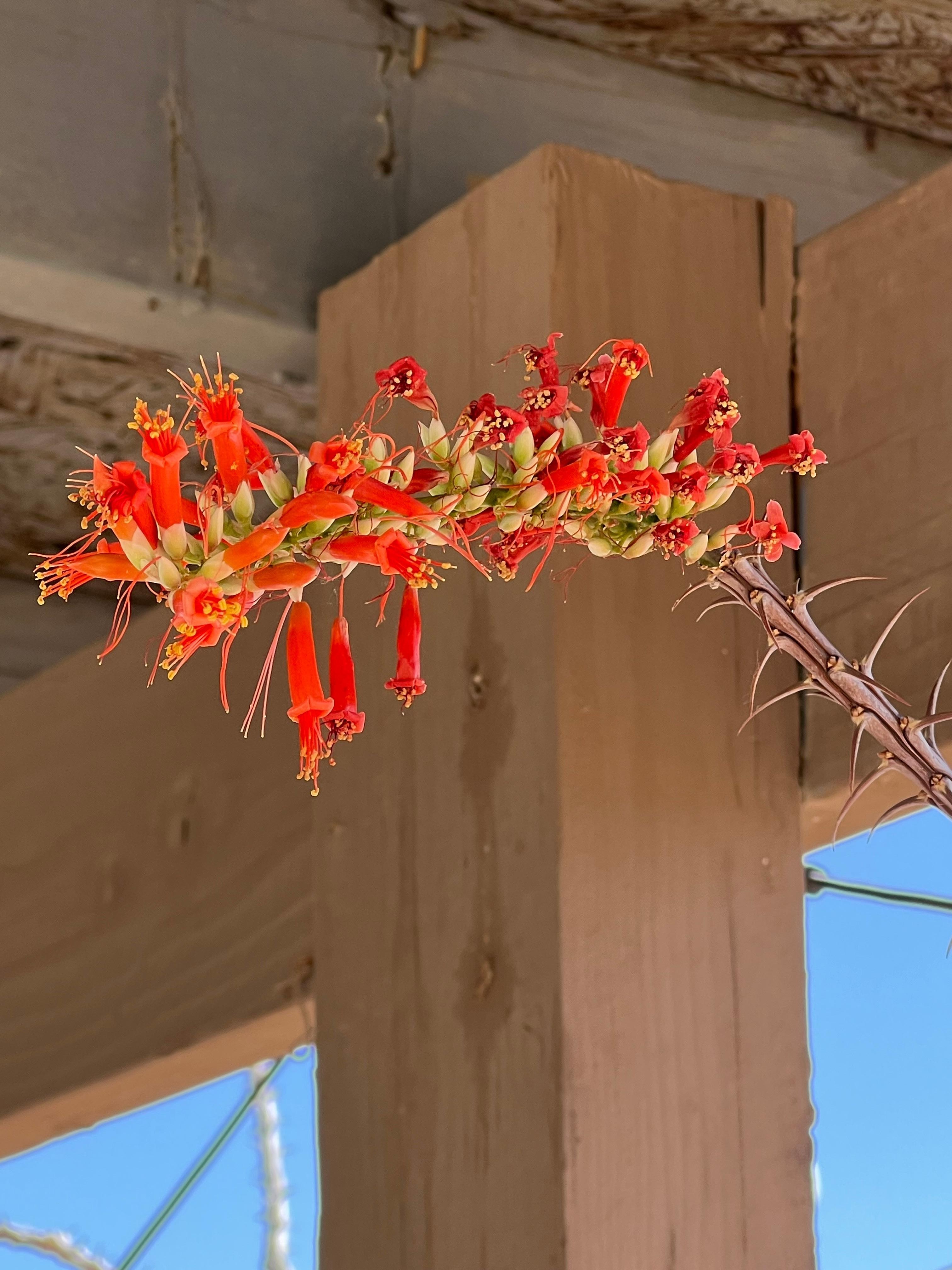 Ocotillo plant