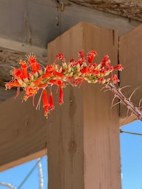 Ocotillo plant