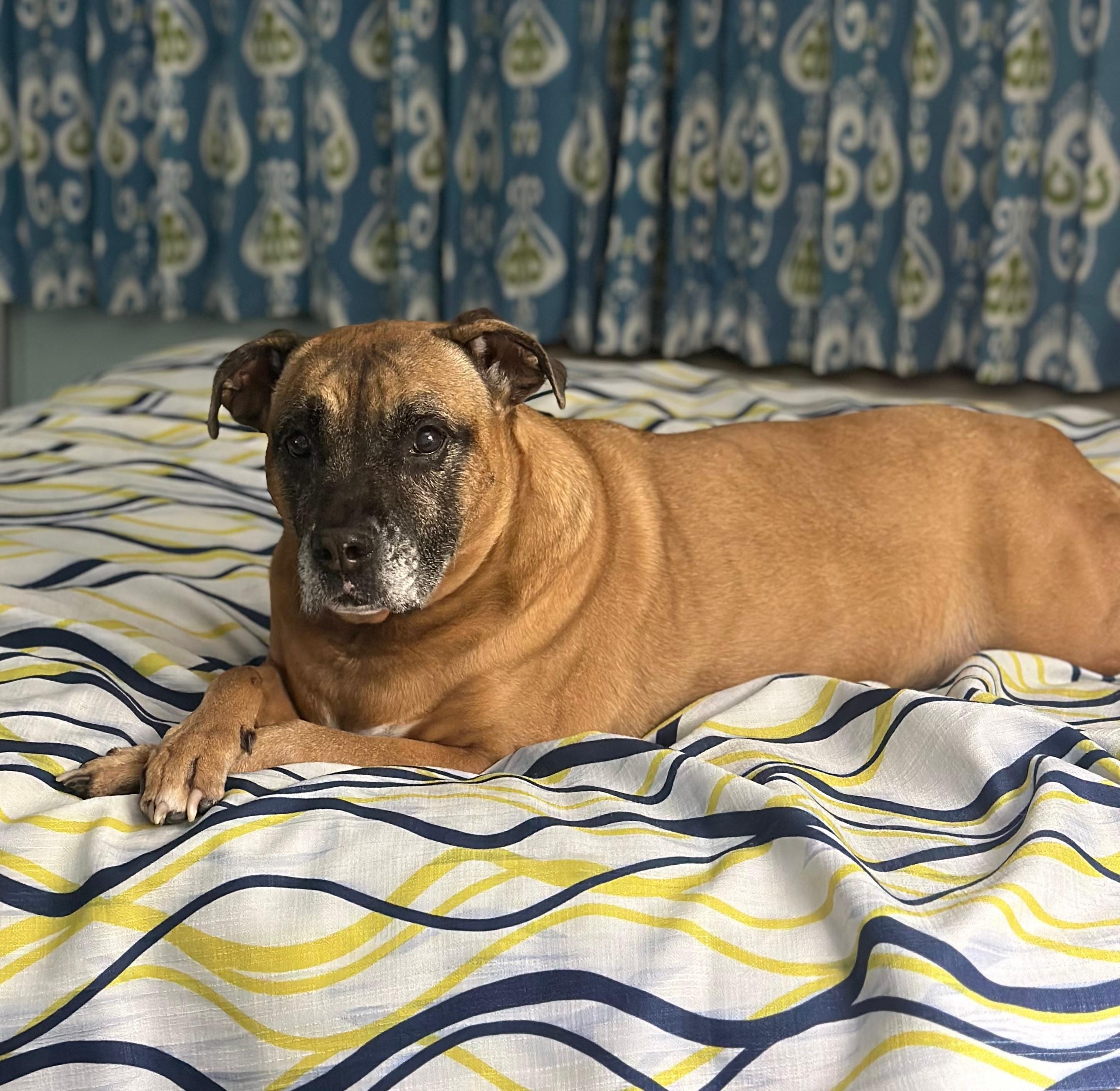 Luca was super comfy. 