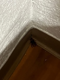 The huge cockroach in the corner of the bathroom where zi first saw him before he took a stroll around my room