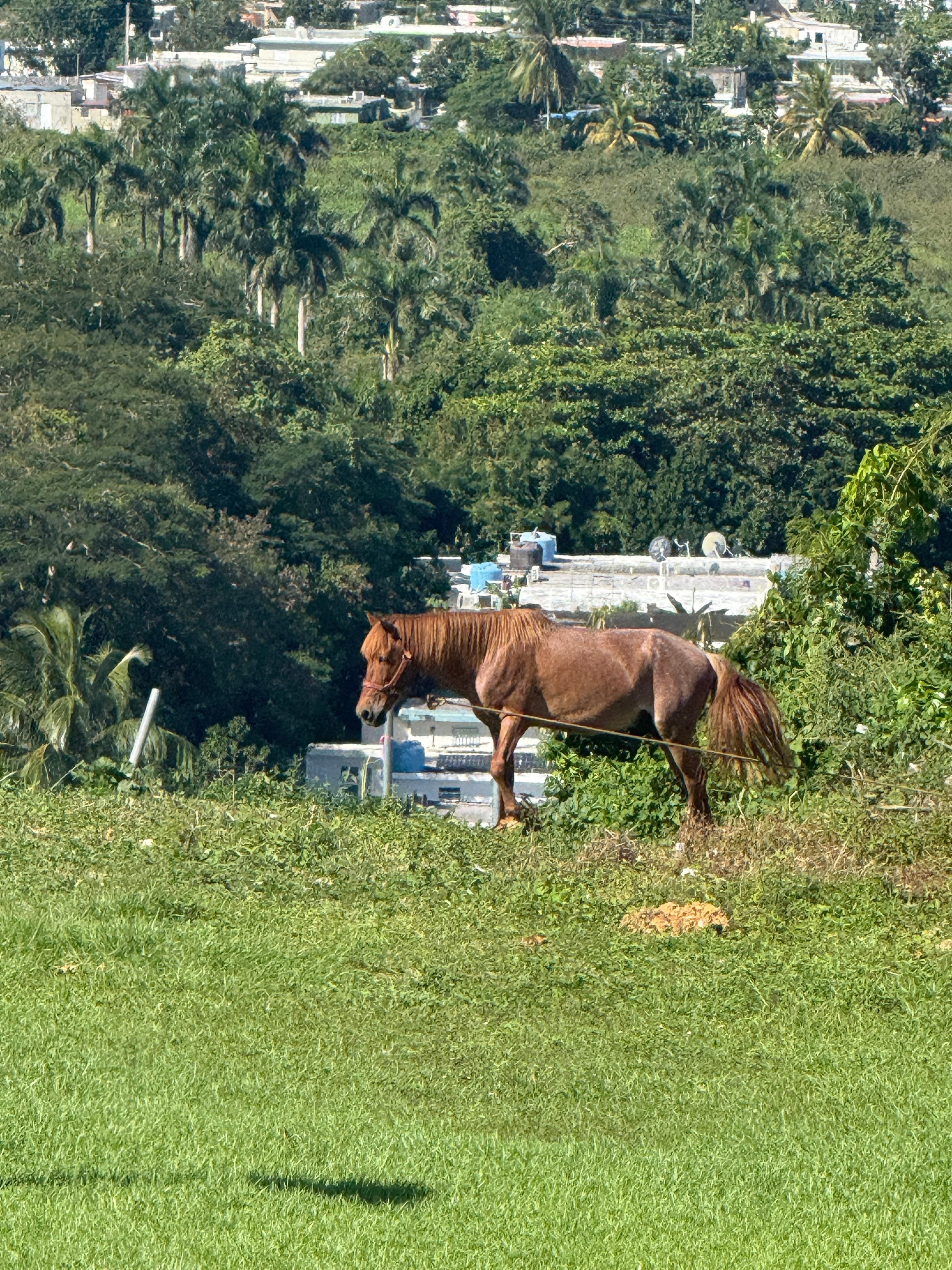 Wild horse out in the field