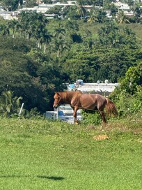Wild horse out in the field