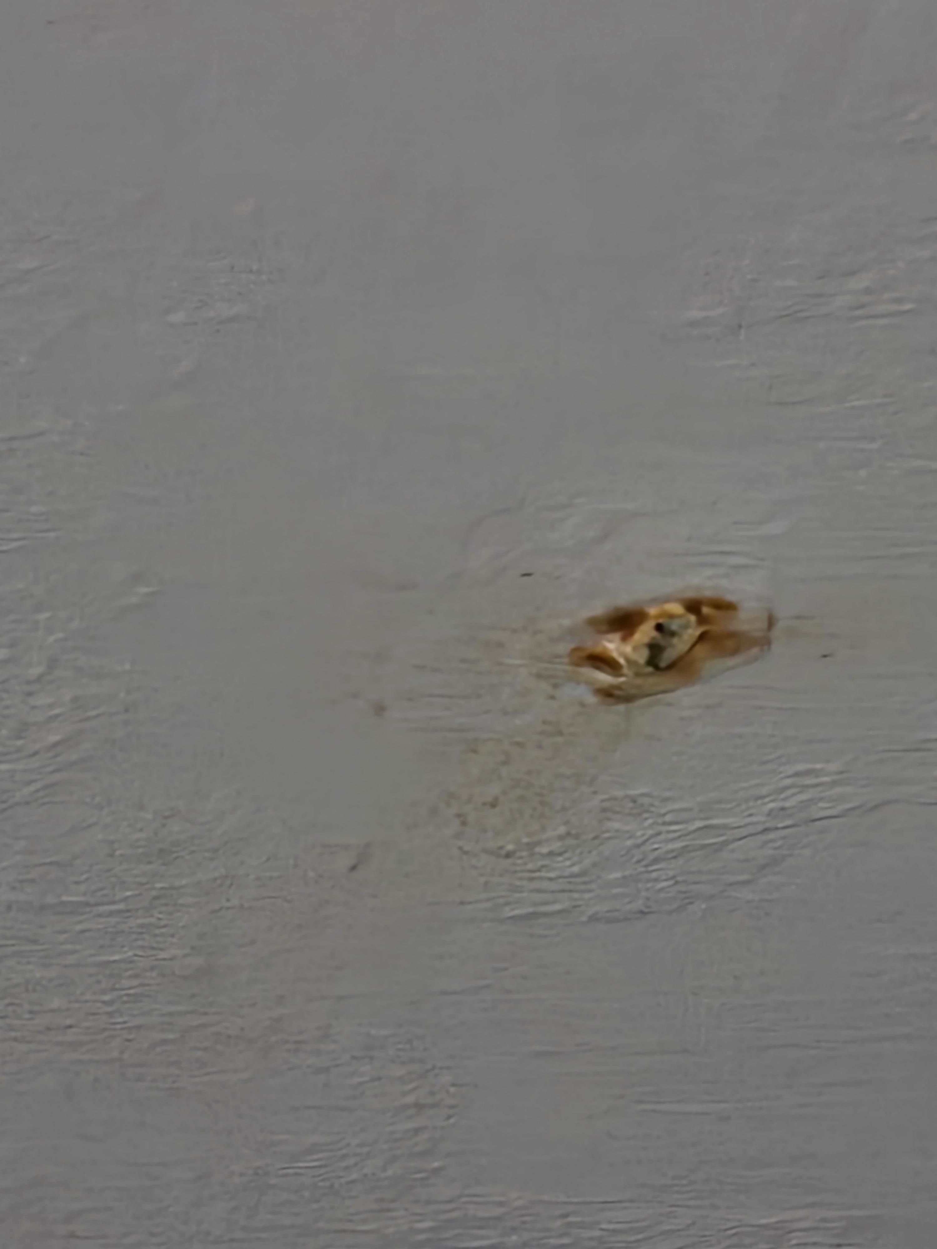 Gross ceiling stain