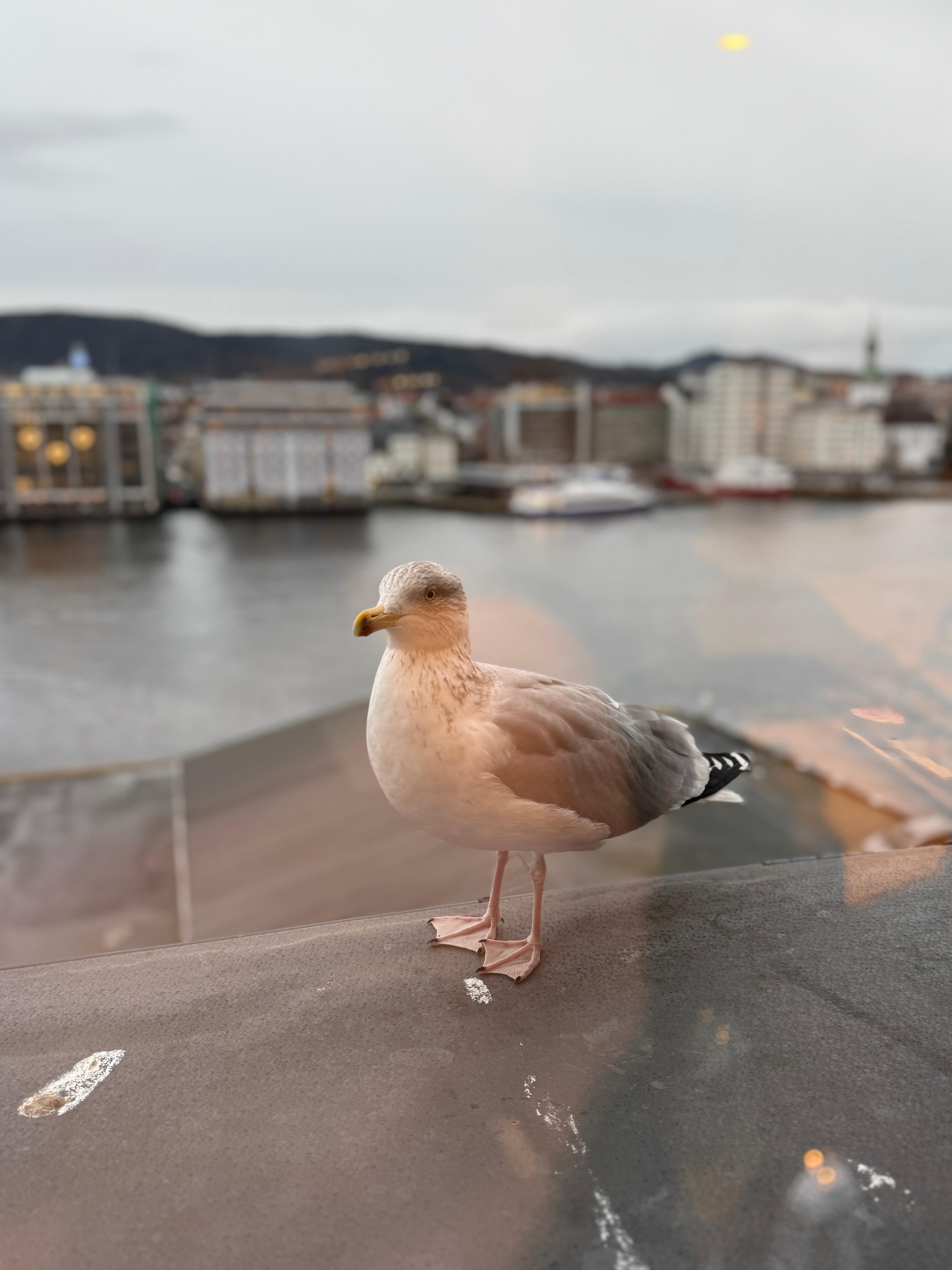 Denne kom å hilste på hverdag utenfor hotellvinduet. Koselig krabat
