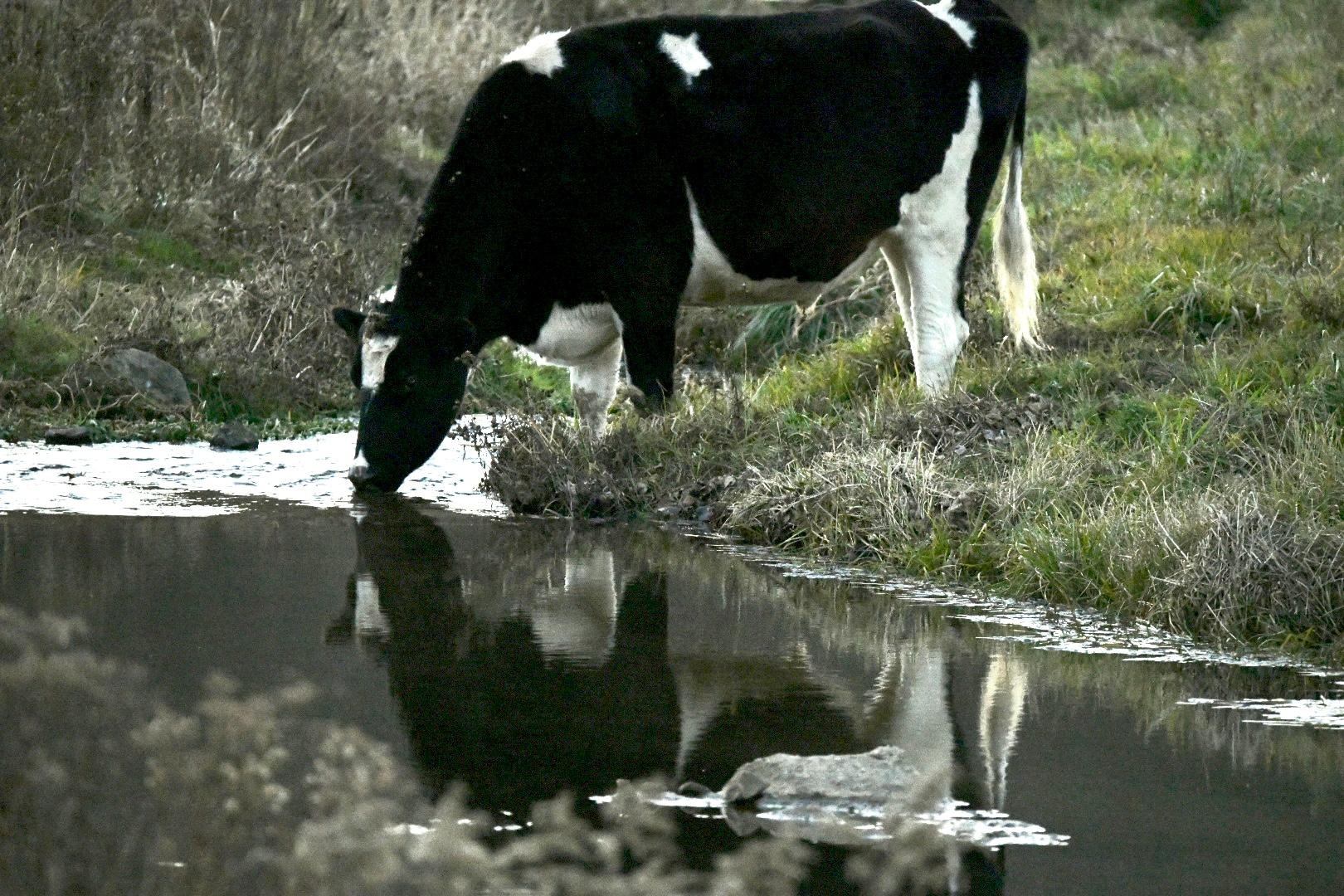 The cow down the road was so cute!