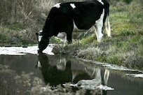 The cow down the road was so cute!