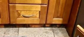 Black mold under kitchen cabinet by fridge