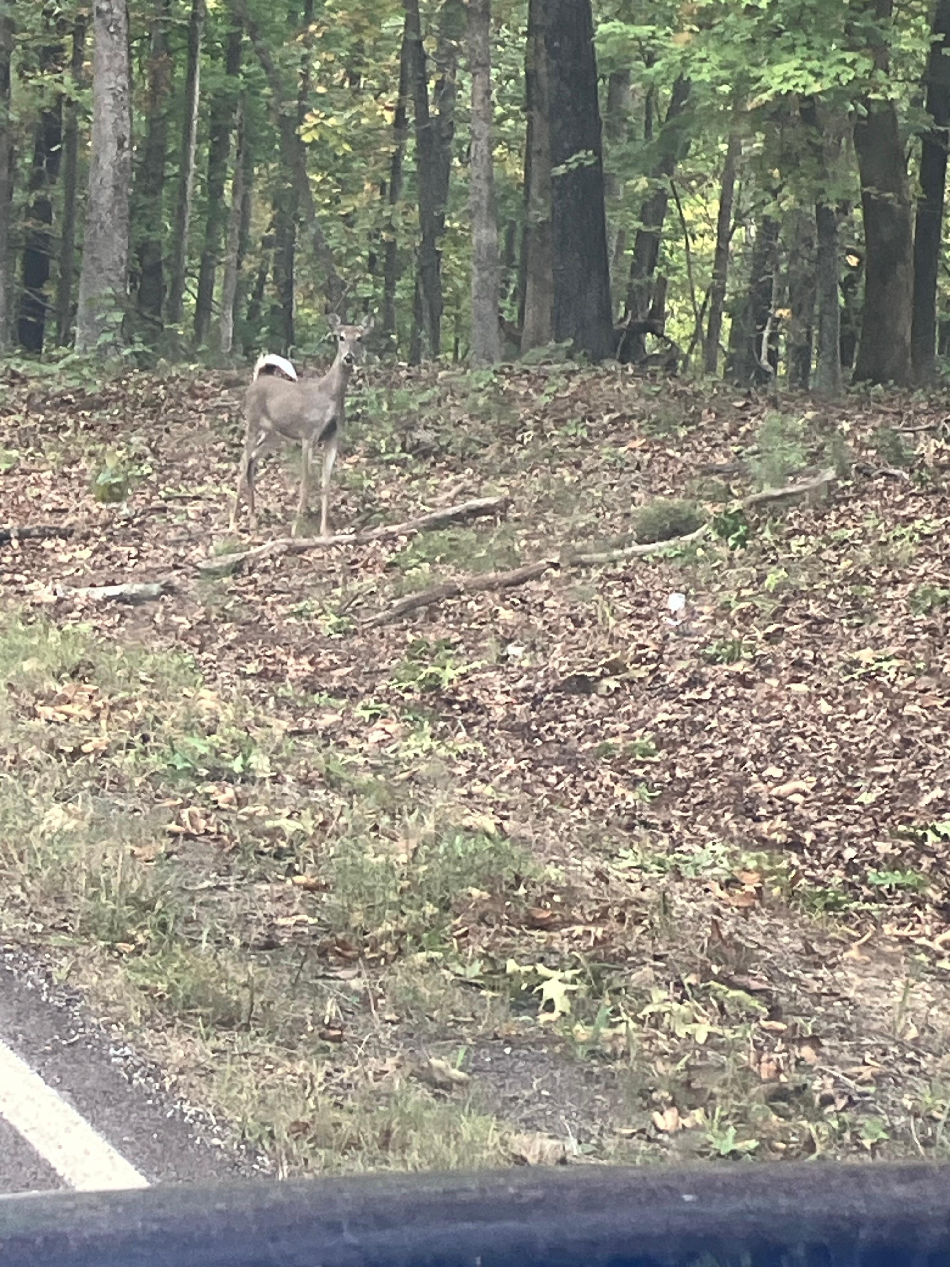 See the white tail deer?