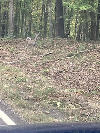 See the white tail deer?