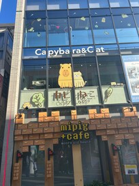 Capybara cafe!