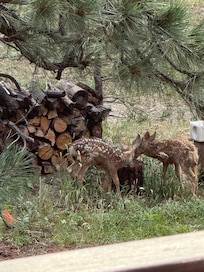 Doe and her twin fawns.