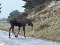Just inside RMNP entrance, 2 miles from property
