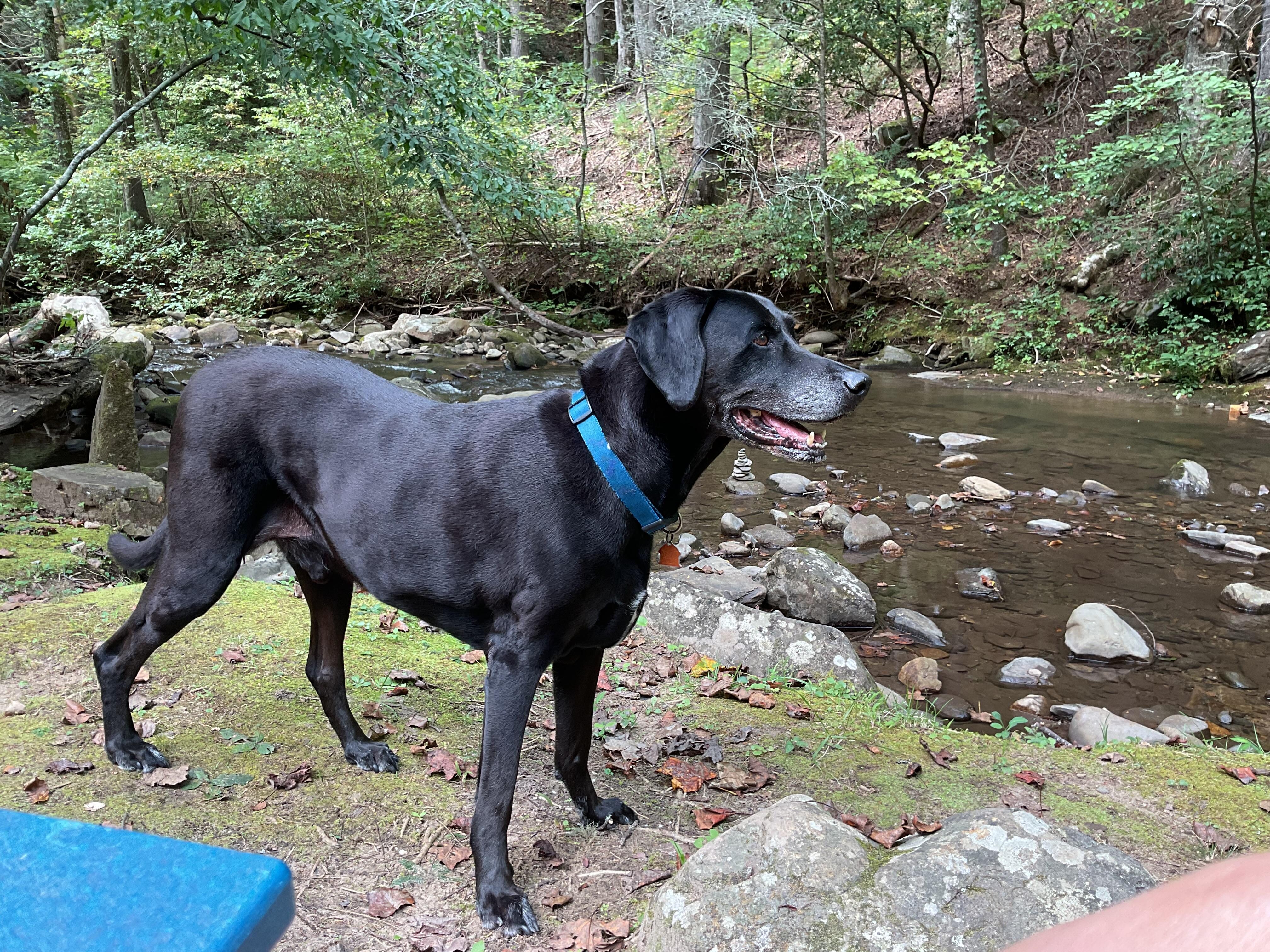 Our dog Blue right out the back door of the cabin