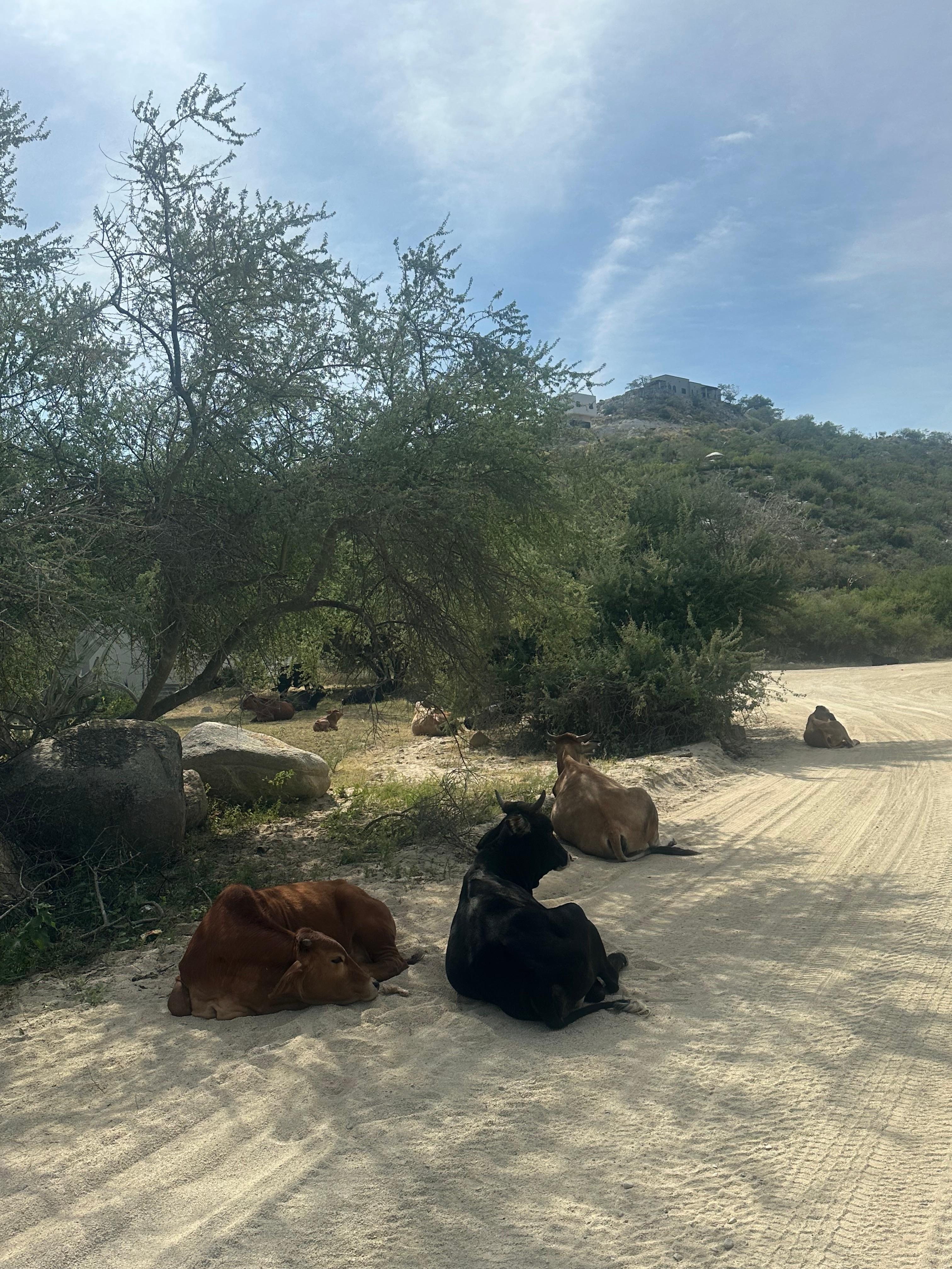 Our Buddies on the  way up to the house