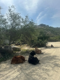 Our Buddies on the way up to the house