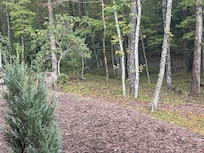 Wild turkeys roaming the yard