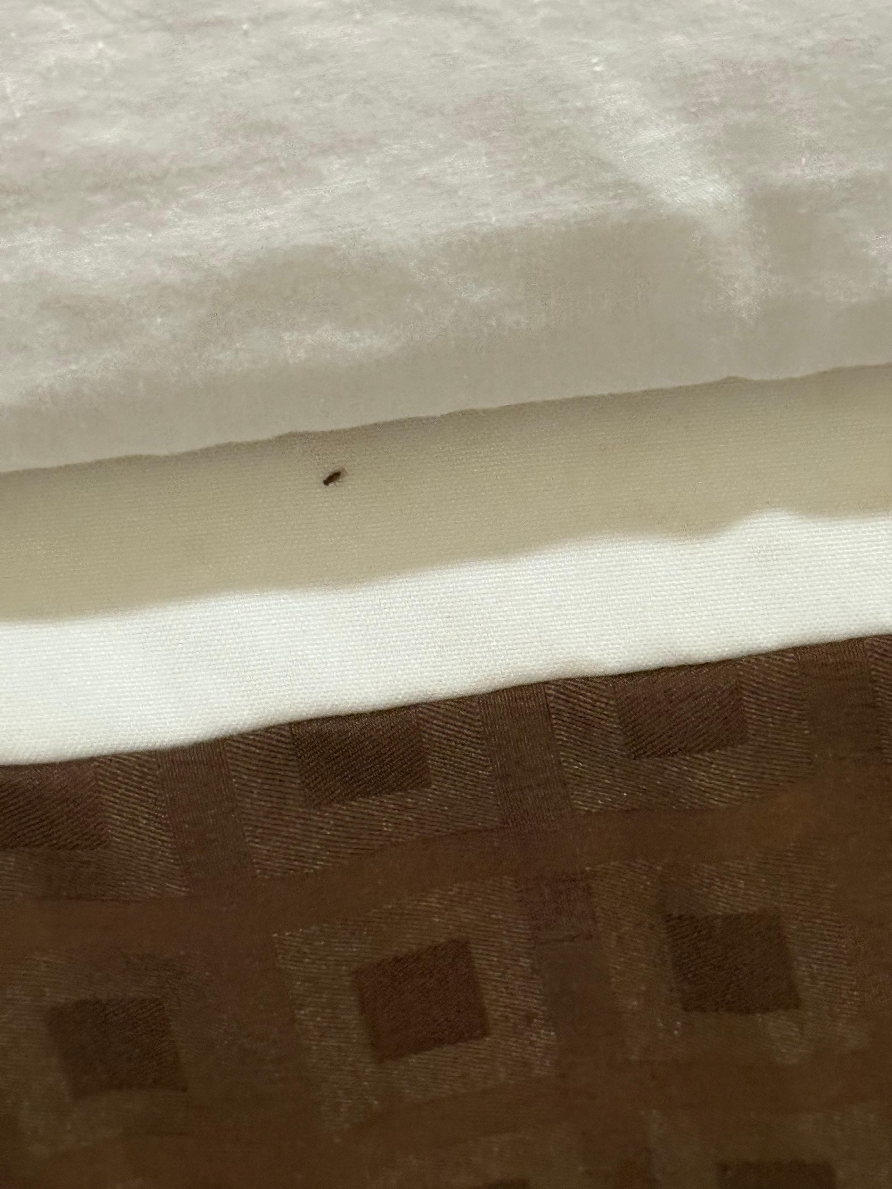 This is a bed bug