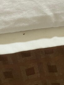 This is a bed bug
