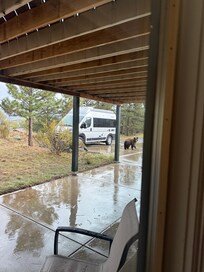 Little bear.