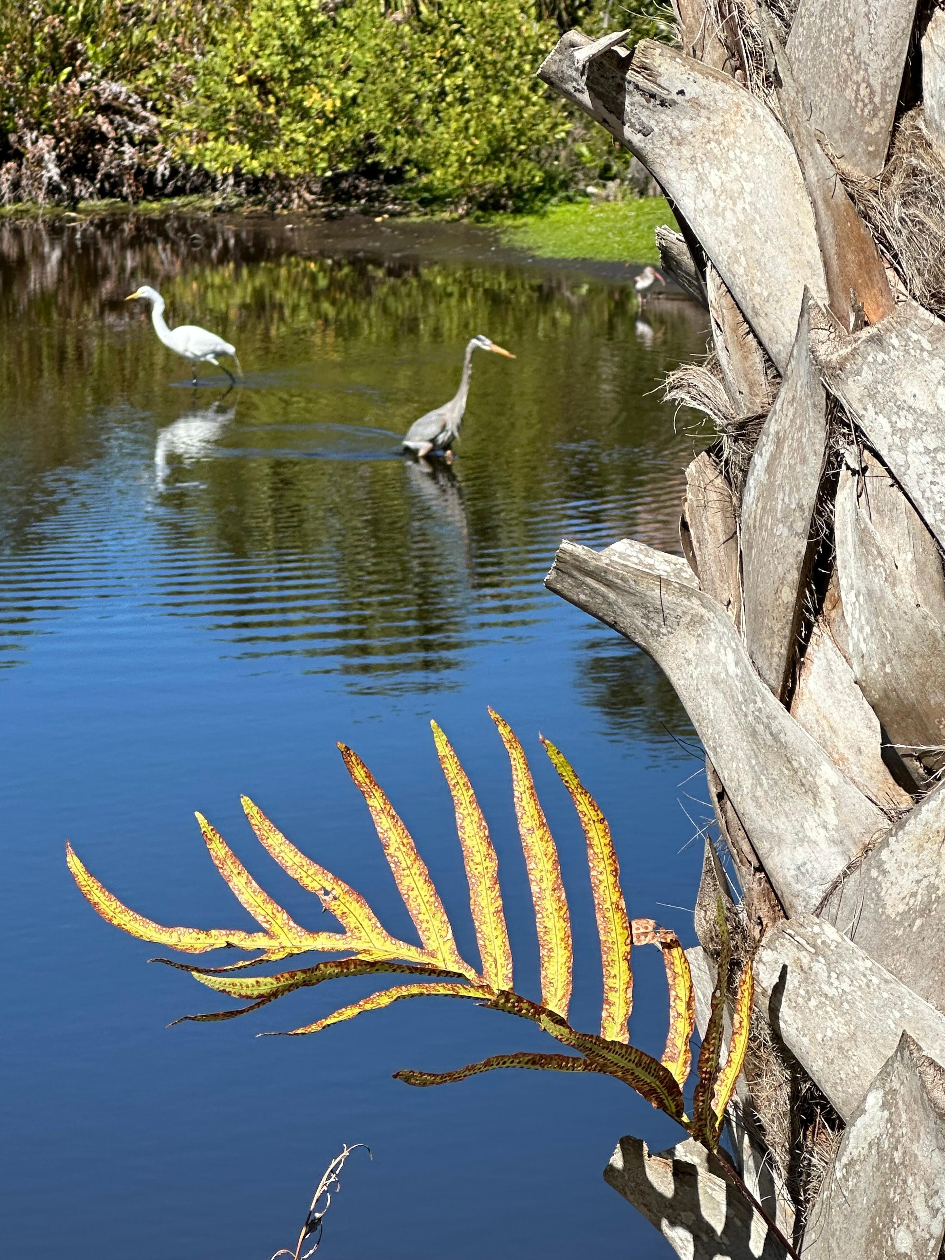 The property is so well maintained and friendly to people and nature.