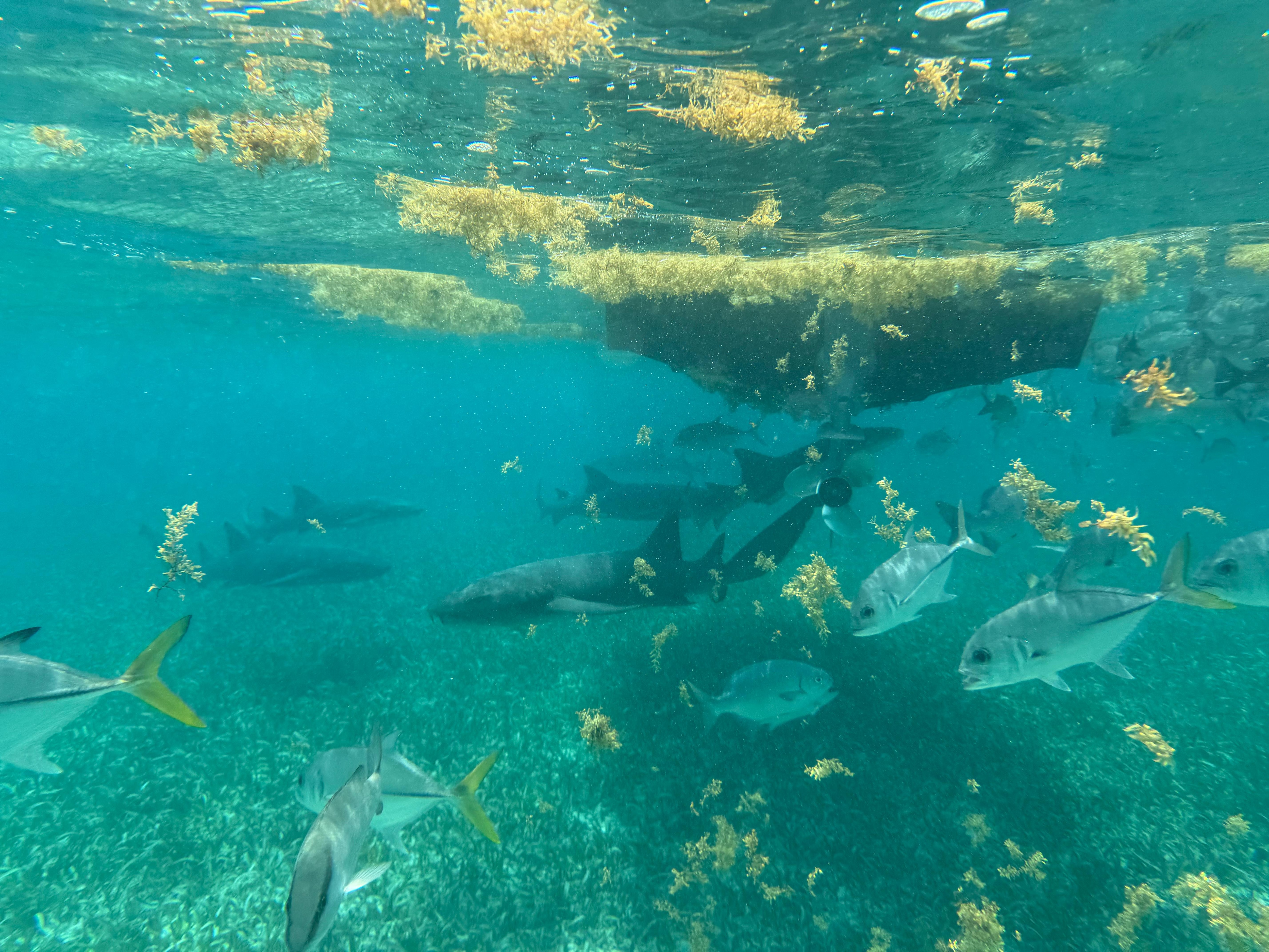 Snorkeling with Clinton 