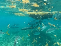 Snorkeling with Clinton