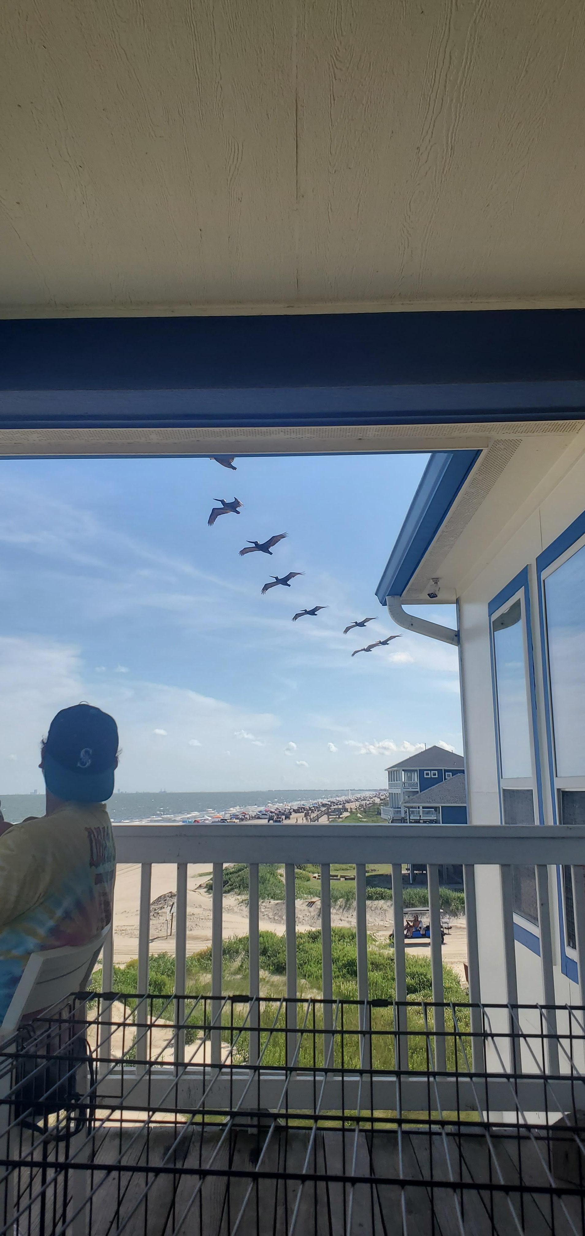 The pelicans flew so close to deck