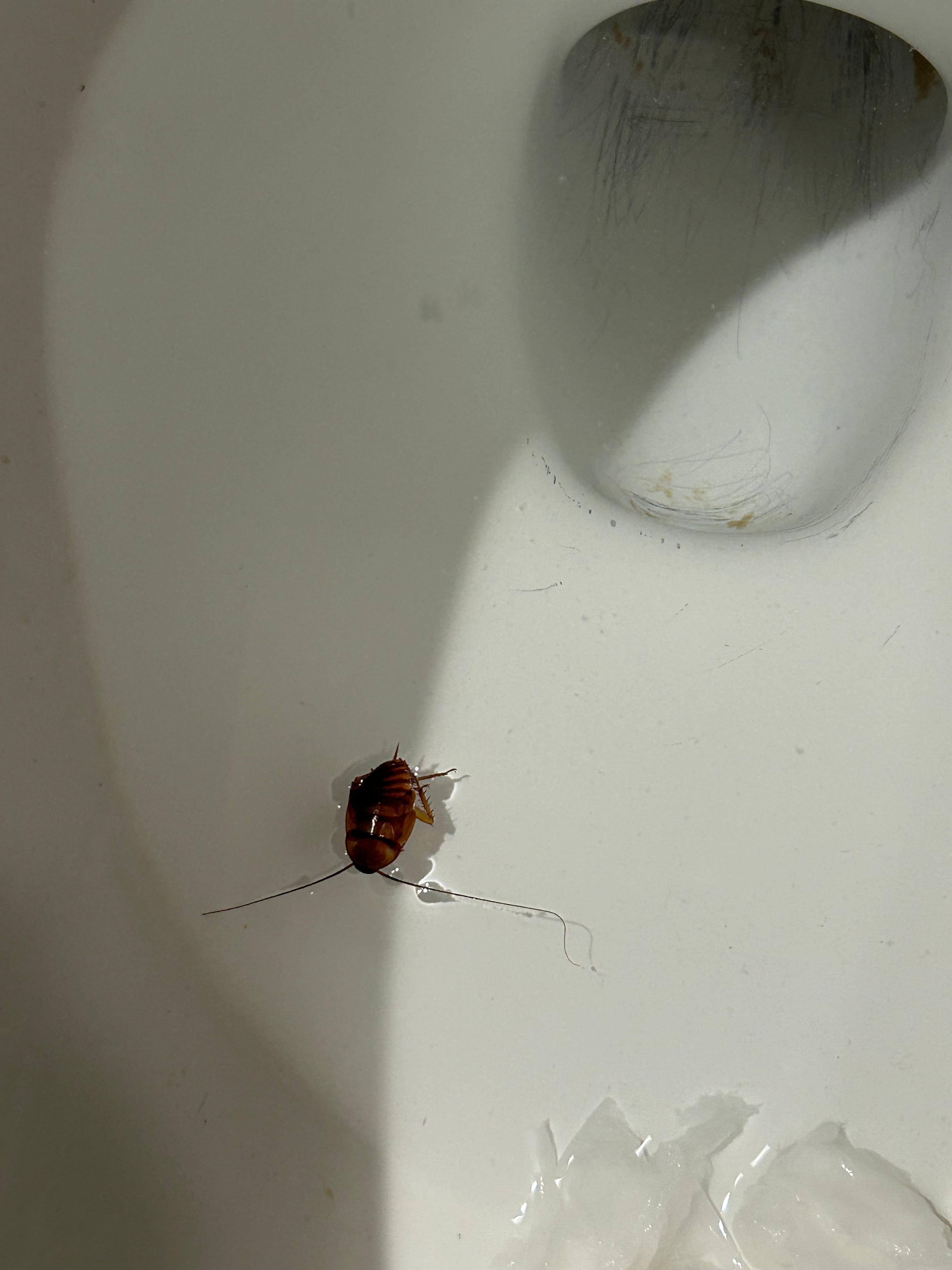 Cockroach we killed in shower