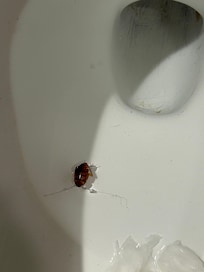 Cockroach we killed in shower