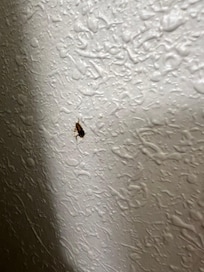 Dead bug squished on wall.
