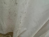 This was the moldy shower curtain in the bathroom