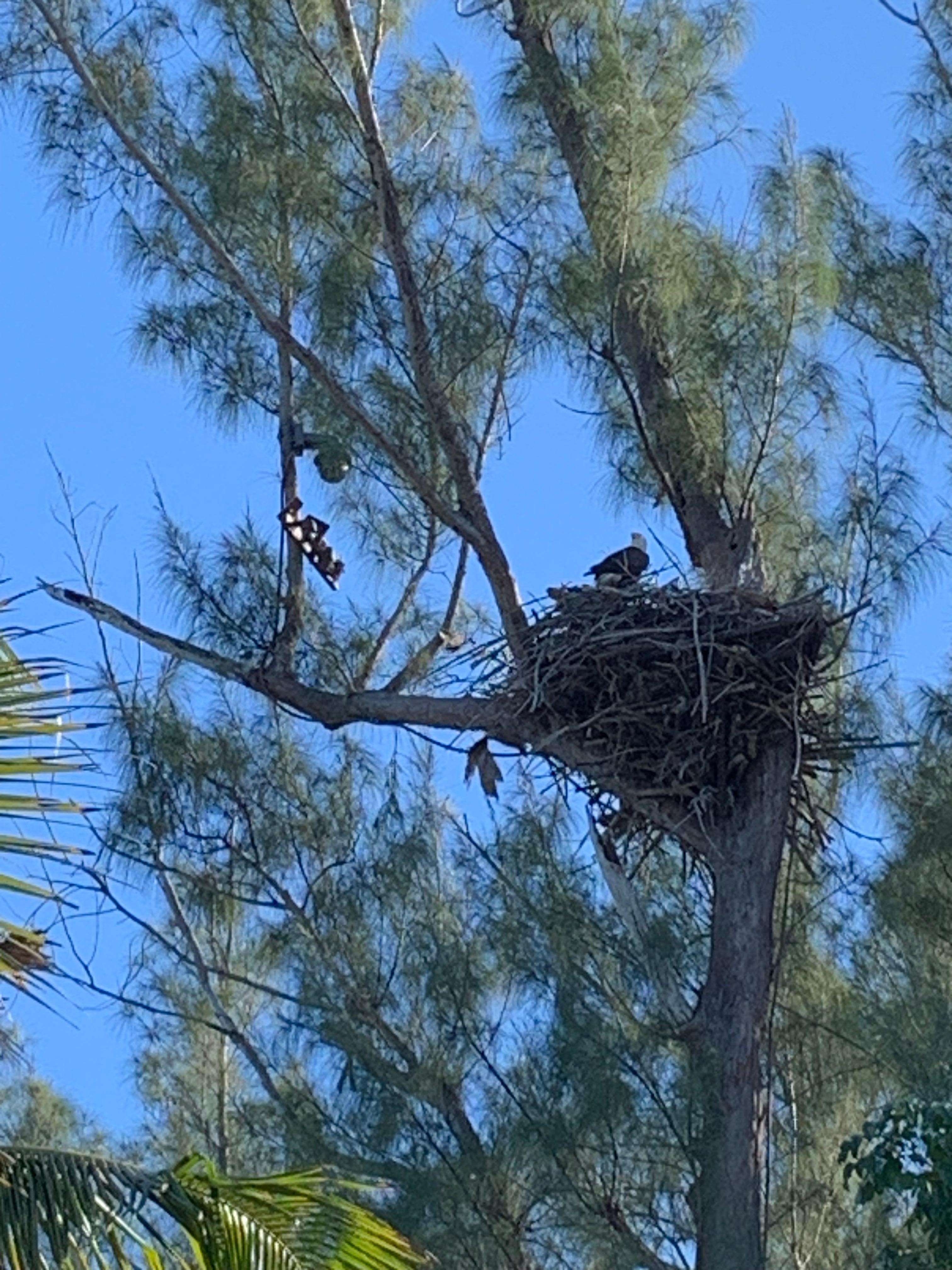 The eagle's nest by the pool
