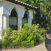 Overgrown landscaping with weeds everywhere