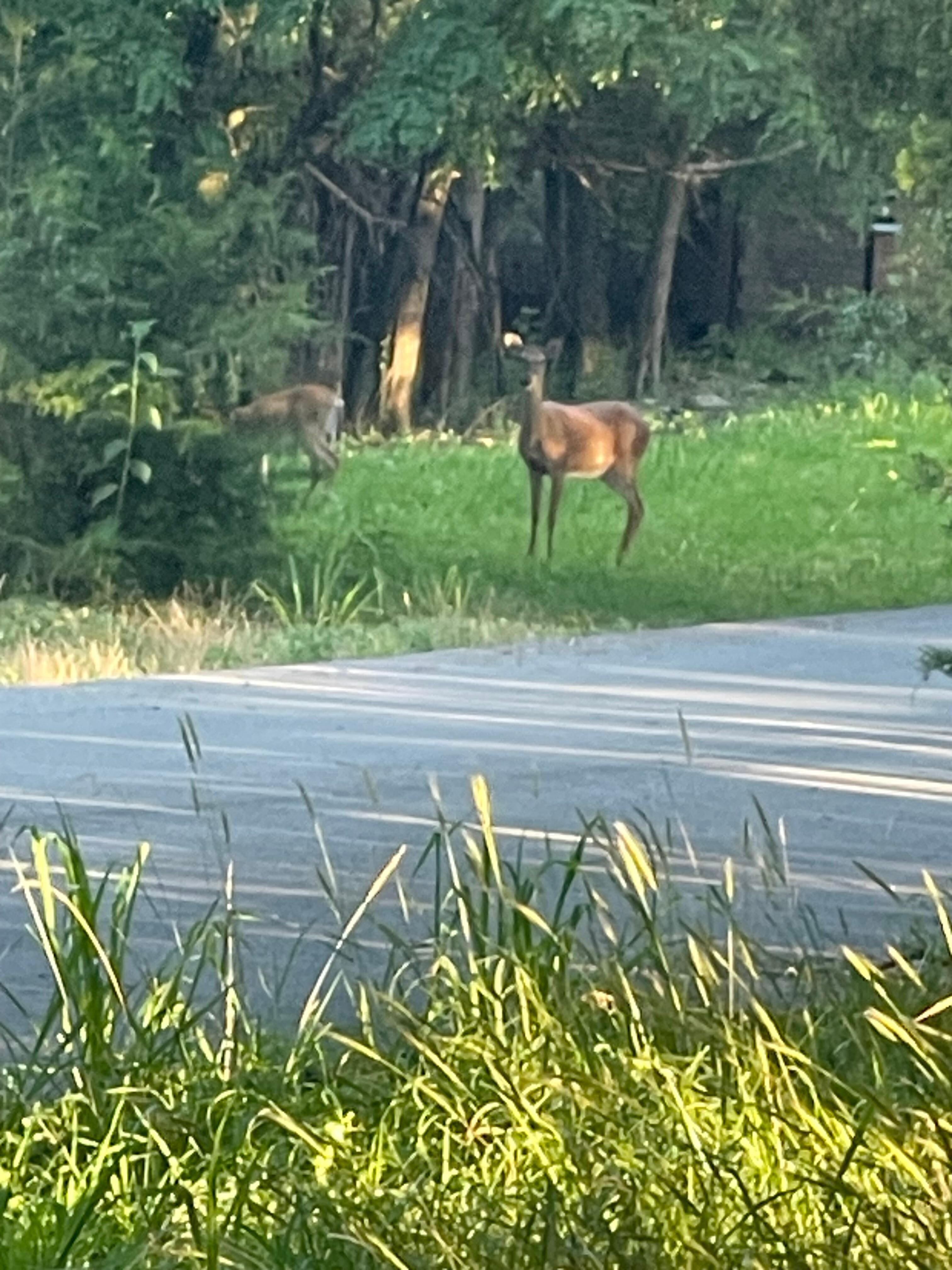 Lots of deer
