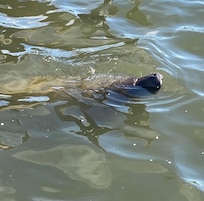 Manatee!
