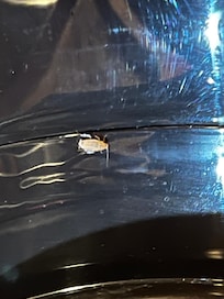 Cockroach from the coffee pot