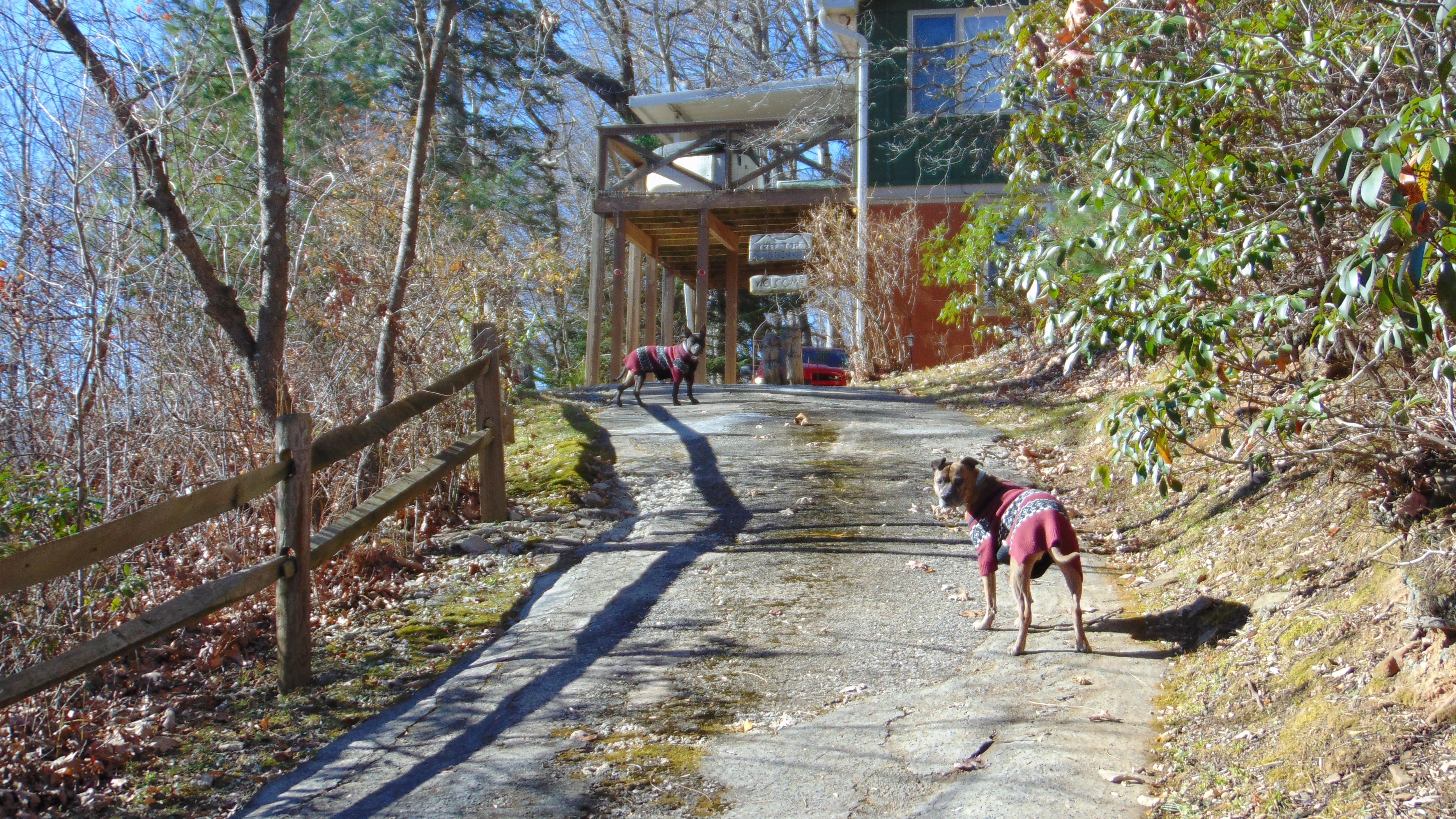 Our dogs enjoyed their stay too!