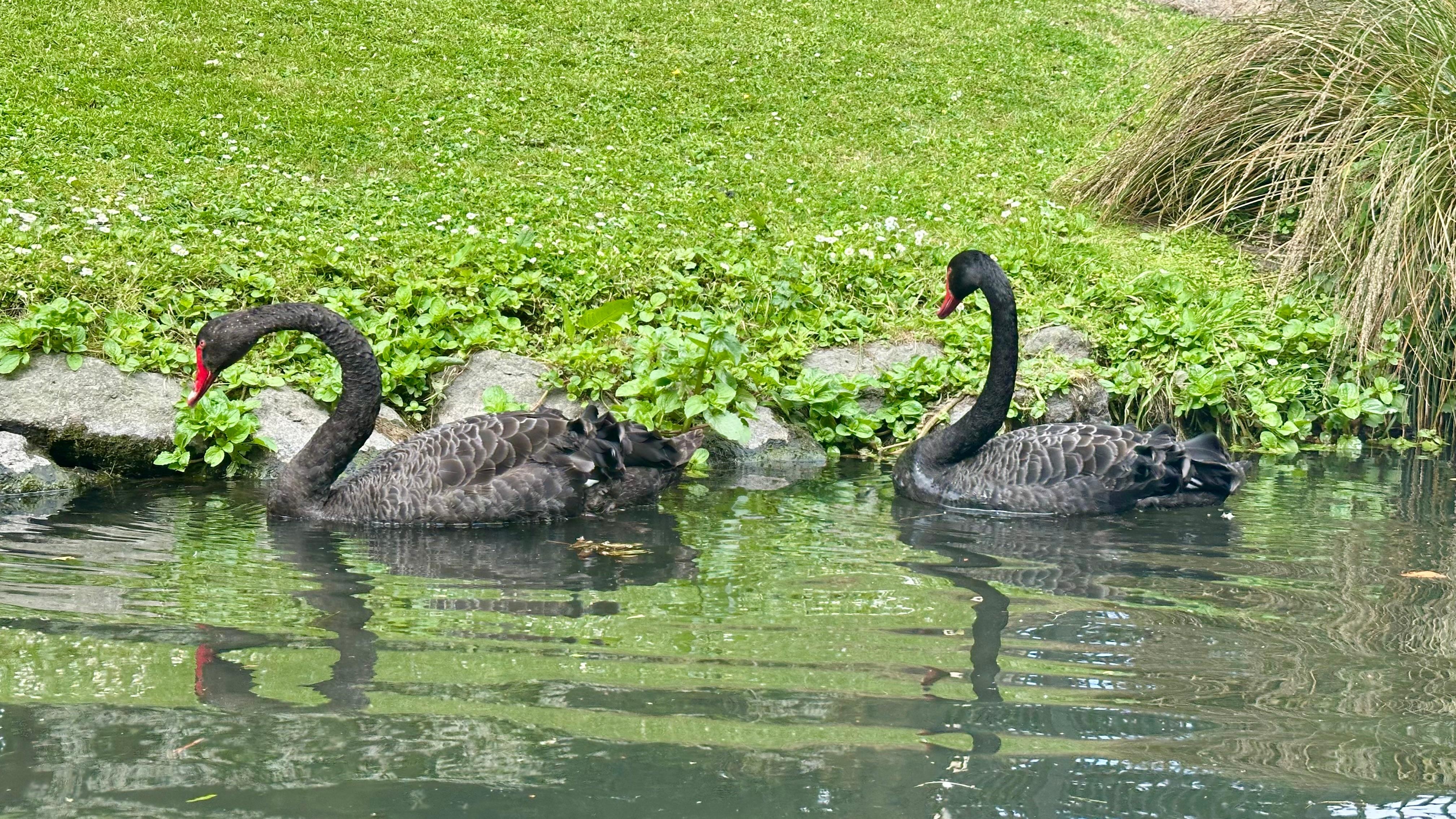 Black swans