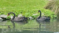 Black swans