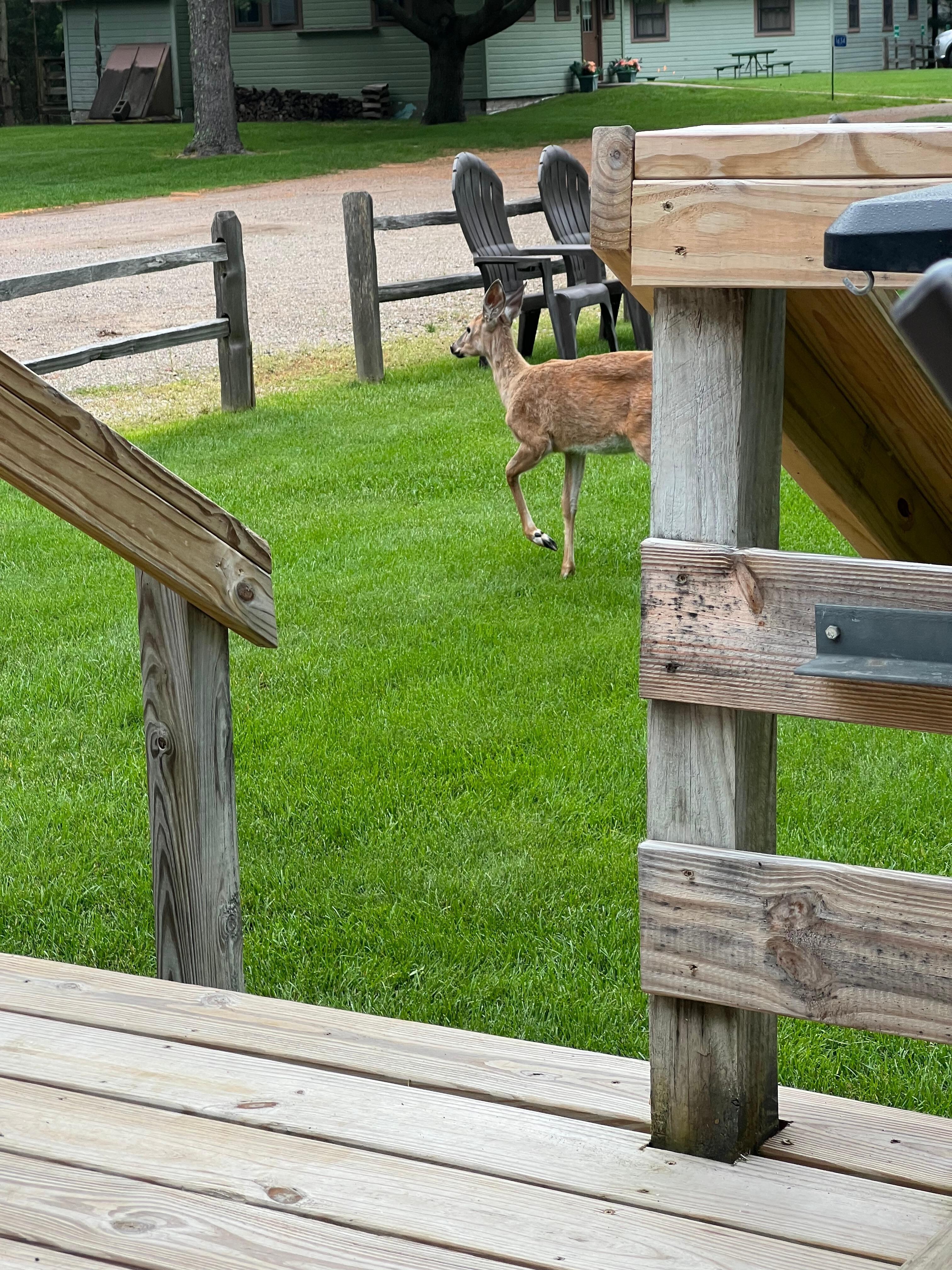 Deer from porch