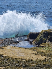 Schoodic