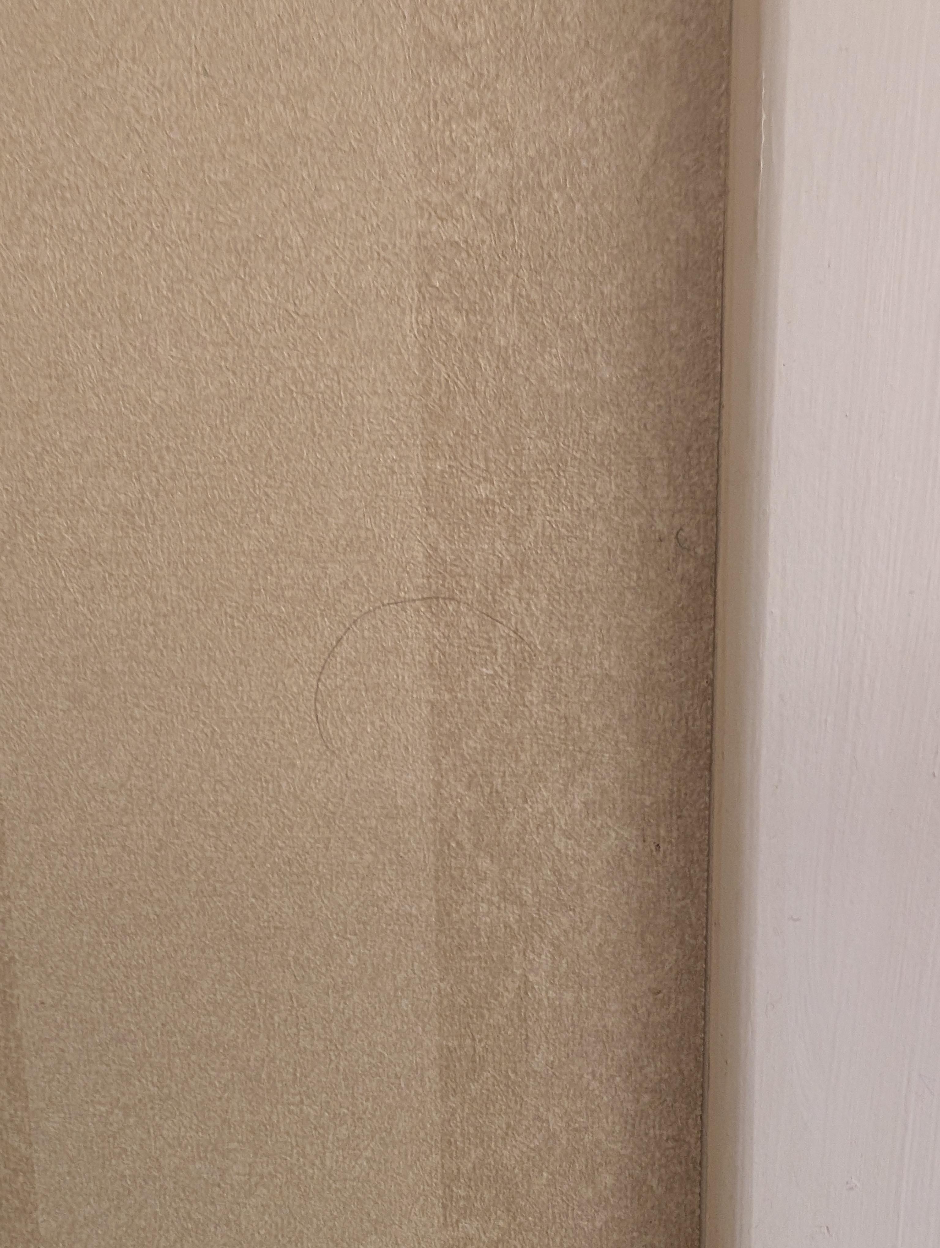 Hairs on wall 